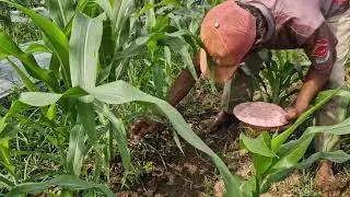 THE SECRET OF SMART FARMERS IN FERTILIZING THEIR CORN PLANTS SO THEY GROW THRILY-Agriculture Farming