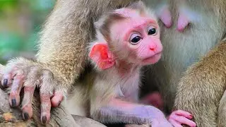 Very Adorable Newborn Baby Floran  And Young Mom Flora After Give Birth [MONKEY Jenifer65]