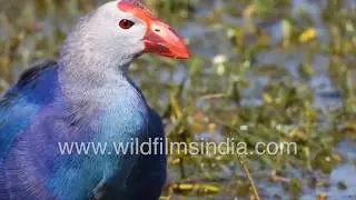 Purple Swamphen filmed feeding in perfect timing -  Bird behaviour