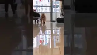 Ballet Cat  🥰