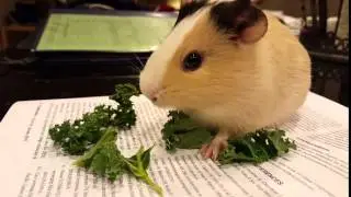 Guinea Pig Eating Kale