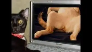 Slideshow of Funny Cats