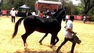 Two teeth Marwari colt ring (Show) at Marwari Horse Show - Pune 2018