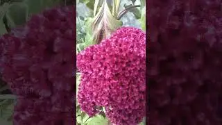what flower is this...so pretty
