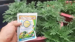 Kỹ thuật trồng vạn thọ ban mai tại nhà