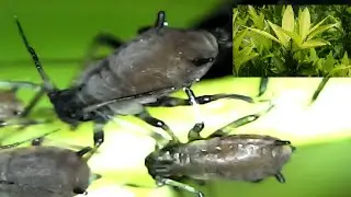 Pulg&otilde;es pretos do citrus no microsc&oacute;pio -Toxoptera citricida