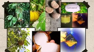 Rare wild edible oil rich nut of Nagaland