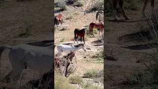 Wild horses parade in the desert mountains #horsevideo #wildhorse #horse #animals