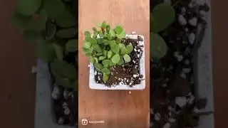 Concrete Succulent Arrangement