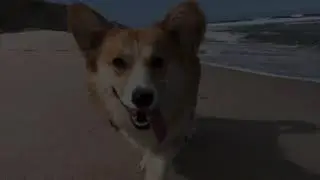 Adventures of a Corgi - Dog Friendly Denmark (Western Australia) 2020