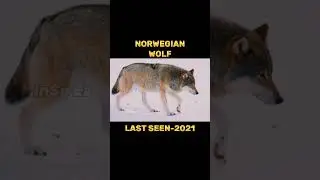 LAST PHOTOS OF EXTINCT ANIMALS (PT-12) #Shorts #Viral