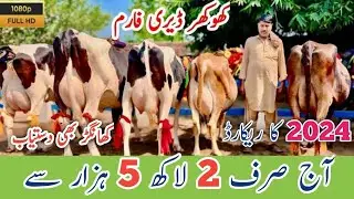 Khokher Dairy Farm | Australian Friesian cross cows | Jersey cross cows | 10 December 2024