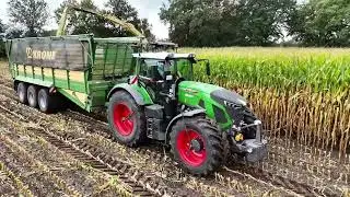 Mais H&auml;ckseln 2025 bei Gro&szlig;e Bohne, Krone BIG X 1180, Fendt 930 , Fendt 936 (Video 1 von 3)