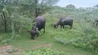 Buffalo vlog best jungle vlog video 🥦 watch #buffalo