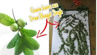 Bhagat Singh drawing with use guava leaves ||Happy Birthday || Time lapse video  #art #bhagatsingh