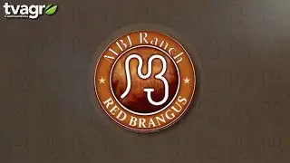 MBJ Brangus en Texas, Oportunidad gen&eacute;tica para Am&eacute;rica Latina
