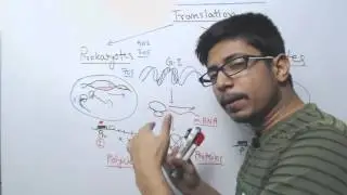 Difference between Prokaryotic and Eukaryotic Translation