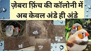 Zebra Finch Colony Breeding Progress #Vision Bird Farm# Moradabad