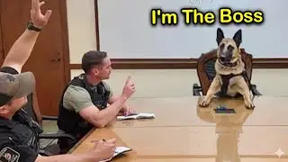 When Funny Dogs Think They&rsquo;re the Boss 🤣 Funniest Dog Reactions!