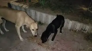 Feeding the Street animals @Wanttono