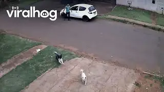 Delivery Man Makes a Great Escape || ViralHog
