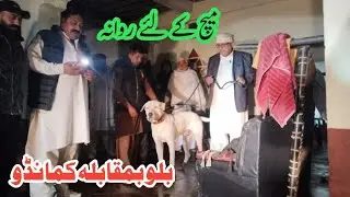 billu go to match | owner bully dog billu  malik tasawar,s,malik mani,s,malik goga,s | p.k insaf