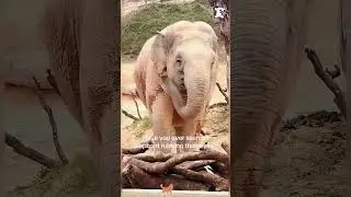 Not just big. He&rsquo;s emotional too 🥺❤️#funnyvideos #foryou #funny #fyp #pet #animals #dog #elephant