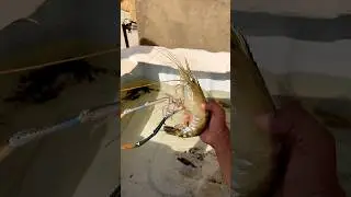 Big Size Prawn Fish #prawns #alligatorgar #garfish #monster #crayfish #lobster #fish #shorts