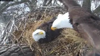 MNBound Eagles  Grassy Delivery & Stick Worrying  3-17-13