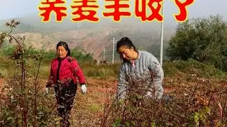 又到了收荞麦的季节，全家动员齐上阵，老妈唱着歌庆贺丰收的喜悦 #我的乡村生活 #丰收的季节
