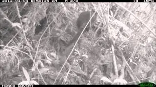 Tree Roos on camera trap