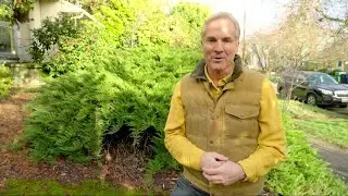 Gardening Tips for Springtime: Turn that jungle into a beautiful outdoor space