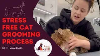 HOW TO HAVE A STRESS-FREE CAT GROOMING EXPERIENCE