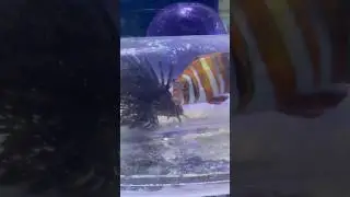 Harlequin Tusk VS Lionfish