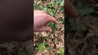Jeune Houx commun, Ilex aquifolium : comment le reconna&icirc;tre ?