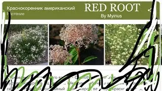 - Red Root by Myinus (easy demon) -