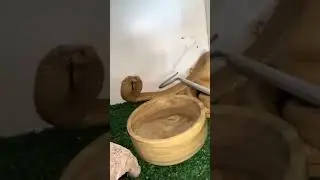 Cape Cobra Strikes