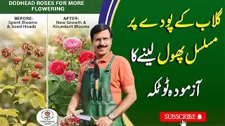 Get Continuous Flowers on Rose Plants | Importance of Deadheading | Gardening With Javed Iqbal