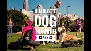Charlotte Dog Training Group Classes