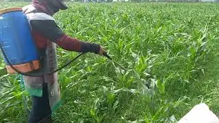 FUMIGACIÓN DEL MAÍZ