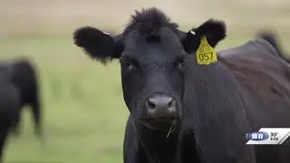 Certified Angus Beef, Nebraska Beef Quality Assurance partner with Sysco for training event