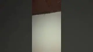 Giant House Spider