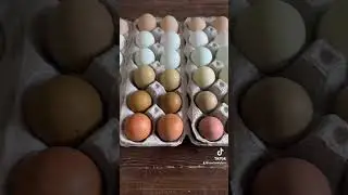 What&rsquo;s your favorite? #farmfresheggs #colors #rainbow #homestead