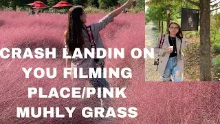 PINK MUHLY GRASS/ CRUSH LANDING ON YOU FILMING PLACE #CRASH LANDING ON YOU #SOUTH KOREA