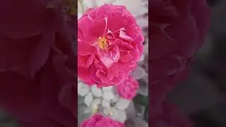 🪴use of tea leaves in rose plant #rose #flowers #garden #plants #gardeningplants #fertilizer #shorts