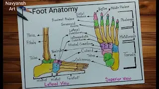 Human Foot Anatomy diagram drawing / How to draw and label Skeleton Foot bones / Foot bones drawing