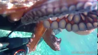Elephone Explorer Pro Spearfishing Octopus Caught - Techgear.gr Review