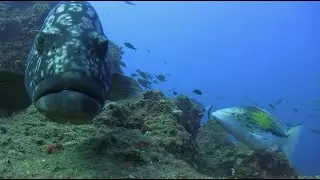 Turkish Seas - Rewilding The Sea