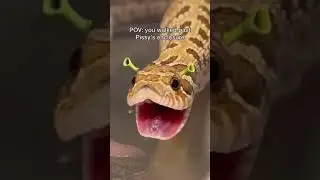 SNEK IS SHREK