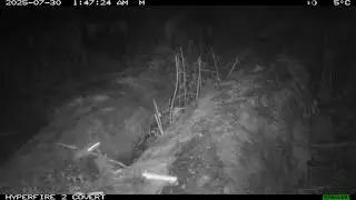 Slender-tailed dunnart at Hidden Valley